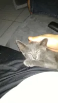 Chumbinho