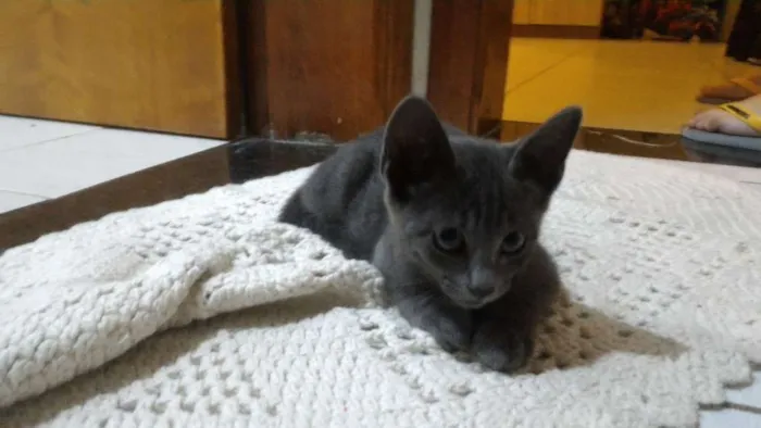 Gato ra a SRD idade 2 a 6 meses nome Chumbinho