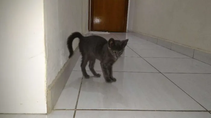 Gato ra a SRD idade 2 a 6 meses nome Chumbinho