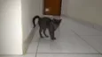 Chumbinho