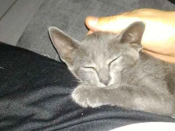 Gato ra a SRD idade 2 a 6 meses nome Chumbinho