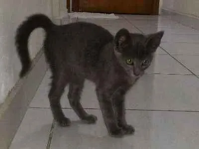 Gato ra a SRD idade 2 a 6 meses nome Chumbinho