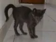 Chumbinho