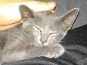 Gato raça SRD idade 2 a 6 meses nome Chumbinho
