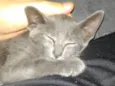 Chumbinho
