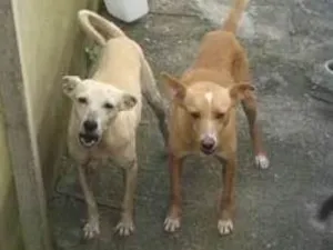 Cachorro raça vira lata idade 6 ou mais anos nome Não tem nome