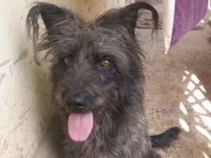 Cachorro raça mistura de vira-lata idade 2 anos nome Hanna