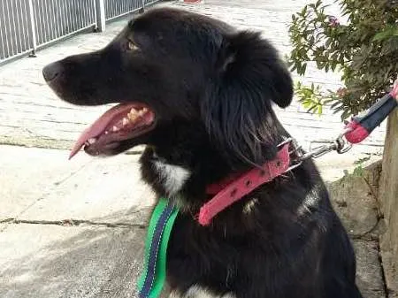 Cachorro raça SRD idade 4 anos nome Patrick