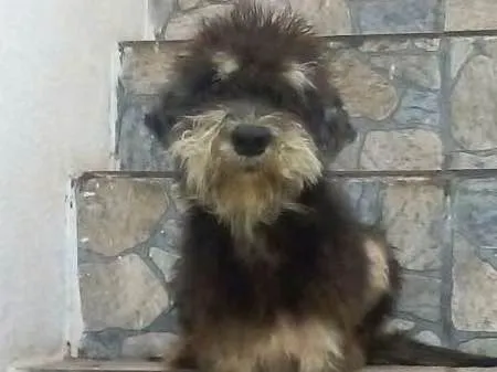 Cachorro ra a SRD idade 2 anos nome Estopinha