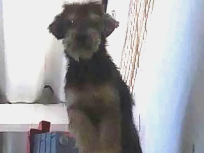 Cachorro ra a SRD idade 2 anos nome Susan