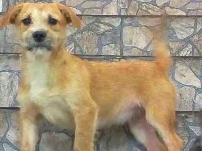 Cachorro ra a SRD idade 2 anos nome Candy