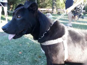 Cachorro raça SRD idade 1 ano nome Ágata