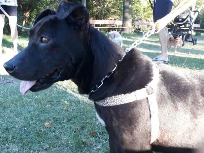 Cachorro ra a SRD idade 1 ano nome Ágata