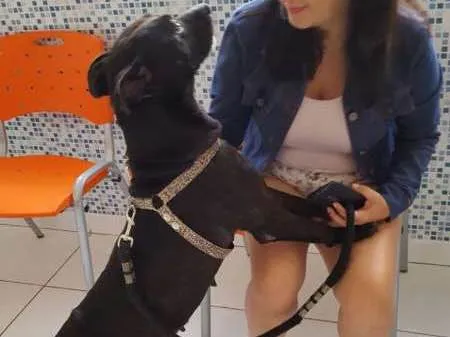 Cachorro ra a SRD idade 1 ano nome Ágata