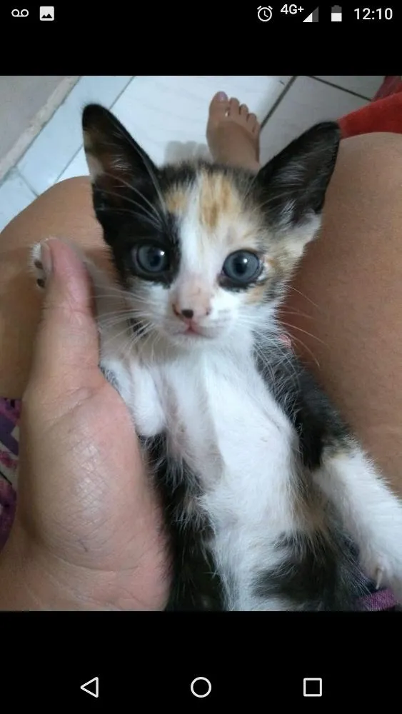 Gato ra a Sem especificação idade Abaixo de 2 meses nome Sem nome 