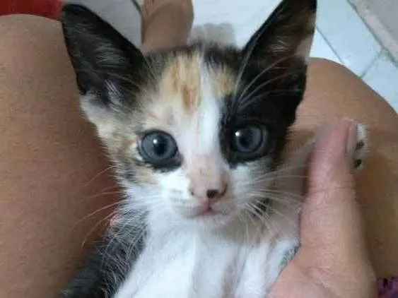 Gato ra a Sem especificação idade Abaixo de 2 meses nome Sem nome 