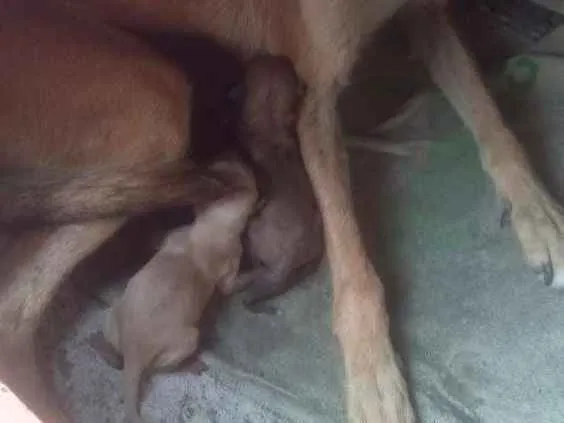 Cachorro raça SRD idade Abaixo de 2 meses nome Filhotes