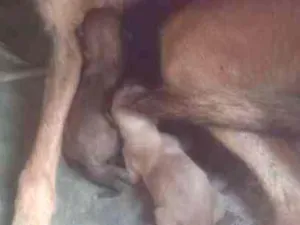 Cachorro raça SRD idade Abaixo de 2 meses nome Filhotes