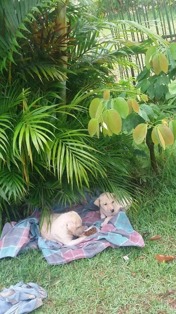 Cachorro raça  idade Abaixo de 2 meses nome Sem nome
