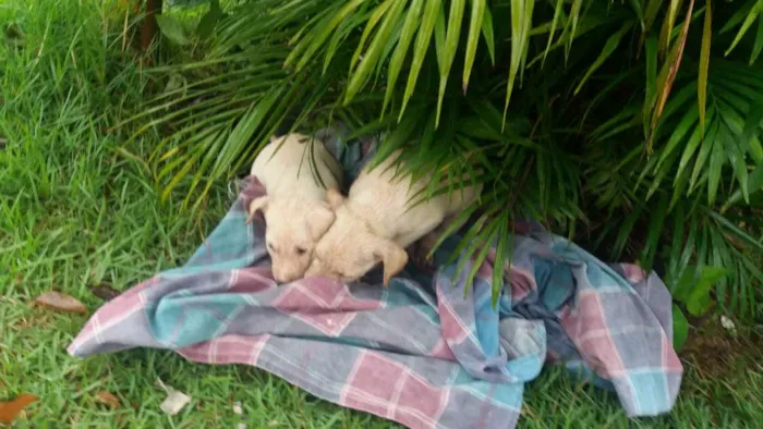 Cachorro raça  idade Abaixo de 2 meses nome Sem nome