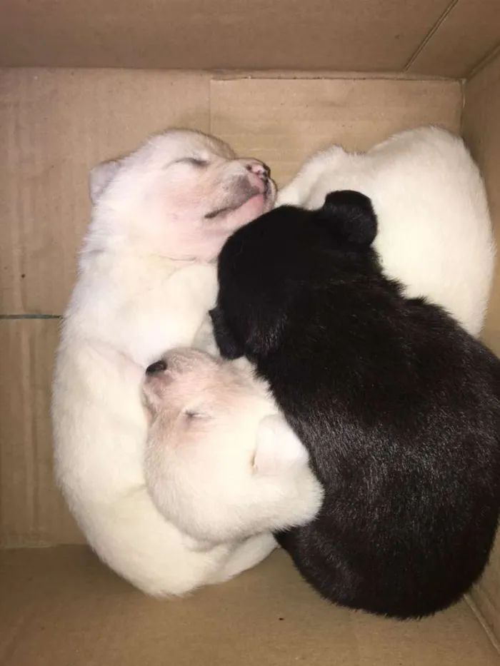 Cachorro ra a Não sei  idade Abaixo de 2 meses nome Sem nome