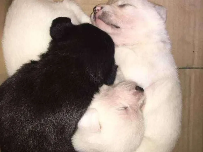 Cachorro ra a Não sei  idade Abaixo de 2 meses nome Sem nome