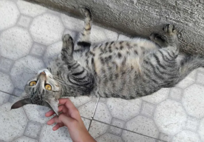 Gato ra a SEM RAÇA DEFINIDA  idade 7 a 11 meses nome SEM NOME