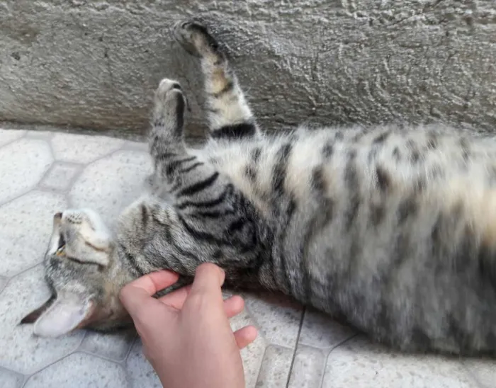 Gato ra a SEM RAÇA DEFINIDA  idade 7 a 11 meses nome SEM NOME