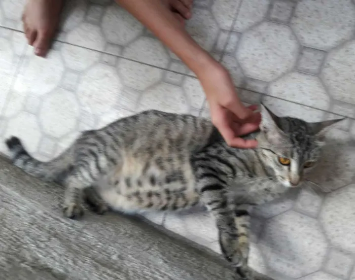Gato ra a SEM RAÇA DEFINIDA  idade 7 a 11 meses nome SEM NOME