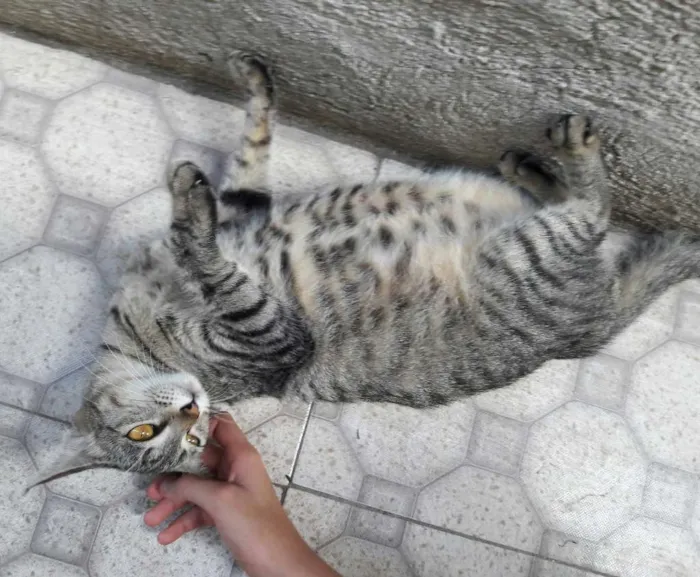 Gato ra a SEM RAÇA DEFINIDA  idade 7 a 11 meses nome SEM NOME