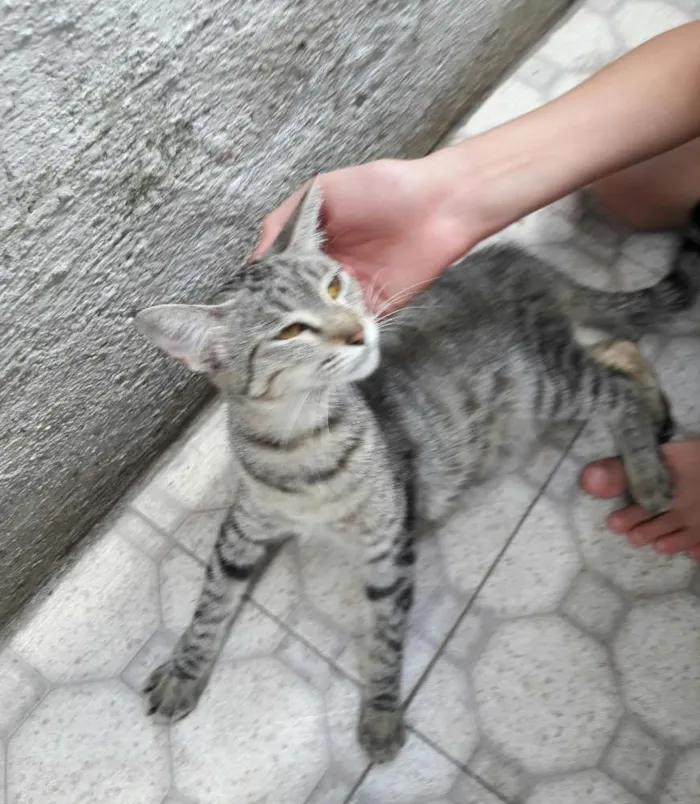 Gato ra a SEM RAÇA DEFINIDA  idade 7 a 11 meses nome SEM NOME