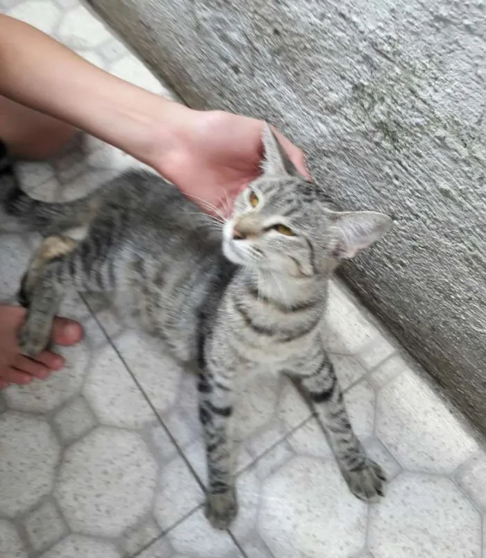 Gato ra a SEM RAÇA DEFINIDA  idade 7 a 11 meses nome SEM NOME