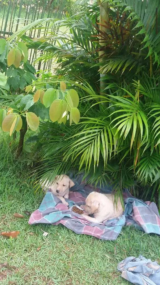 Cachorro raça  idade Abaixo de 2 meses nome Sem nome
