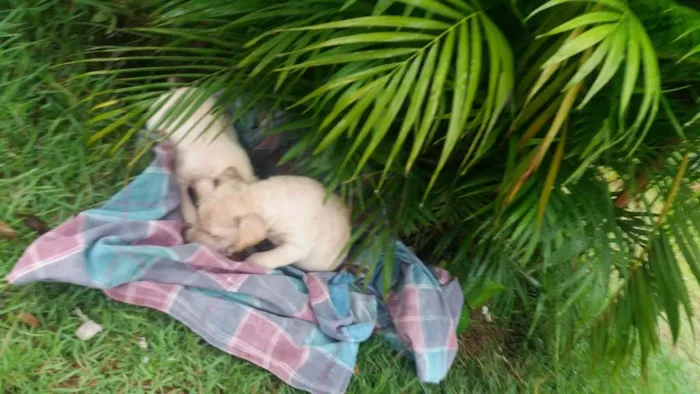 Cachorro raça  idade Abaixo de 2 meses nome Sem nome