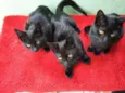 gatinhos