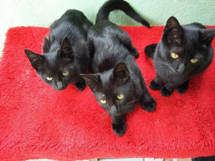 Gato ra a Siamês idade 2 a 6 meses nome gatinhos