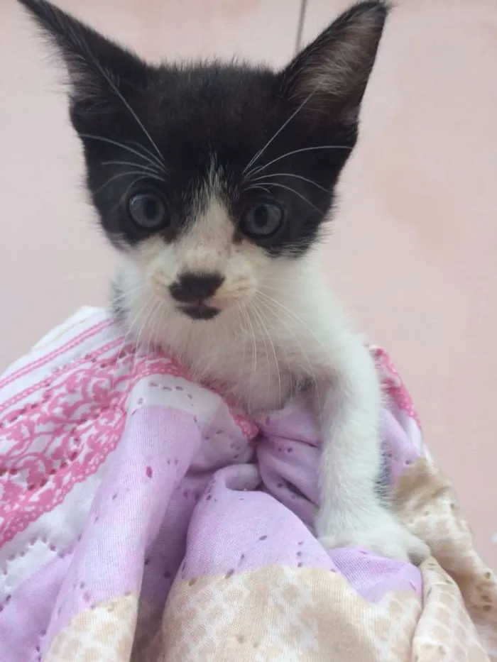 Gato ra a Vira lata idade Abaixo de 2 meses nome Sem nome