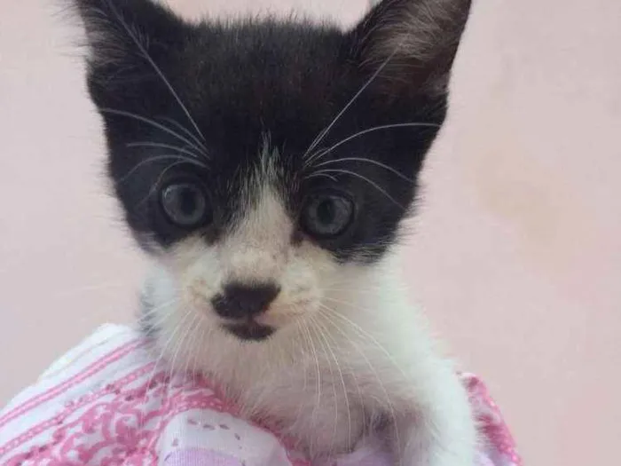 Gato ra a Vira lata idade Abaixo de 2 meses nome Sem nome