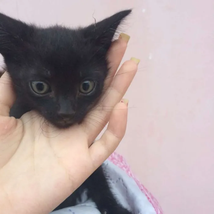 Gato ra a Vira lata idade Abaixo de 2 meses nome Sem nome
