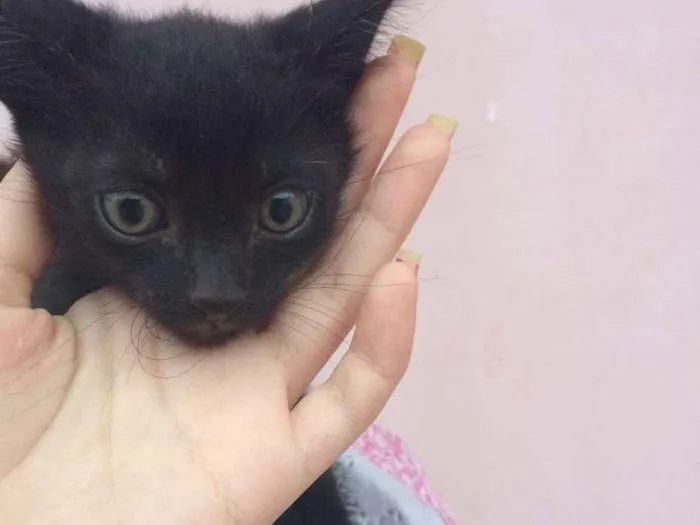 Gato ra a Vira lata idade Abaixo de 2 meses nome Sem nome