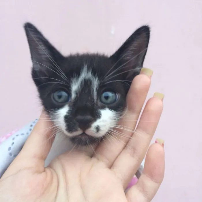 Gato ra a Vira lata idade Abaixo de 2 meses nome Sem nome