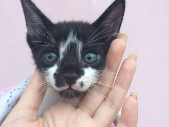 Gato ra a Vira lata idade Abaixo de 2 meses nome Sem nome