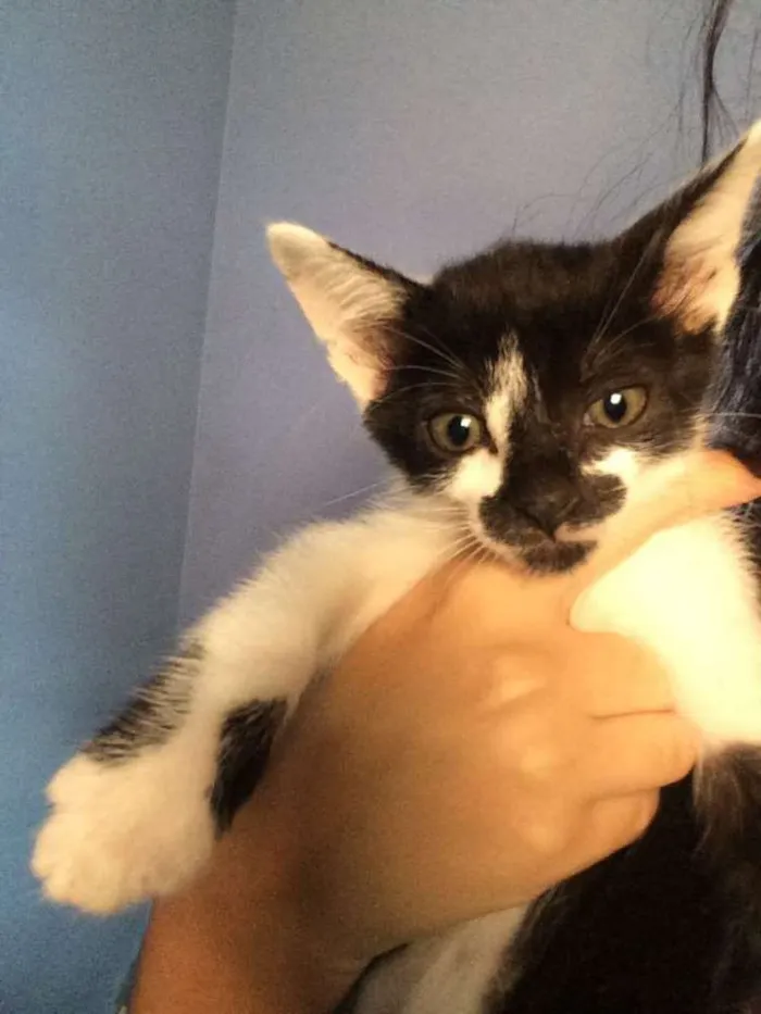 Gato ra a Vira lata idade Abaixo de 2 meses nome Sem nome