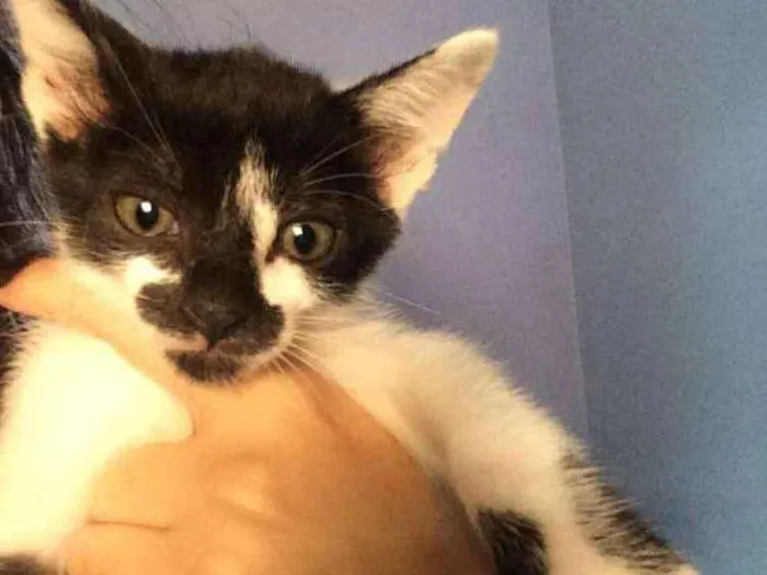 Gato ra a Vira lata idade Abaixo de 2 meses nome Sem nome