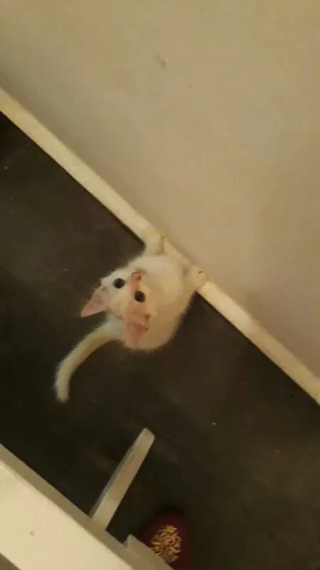 Gato raça SRD idade Abaixo de 2 meses nome Sem nome