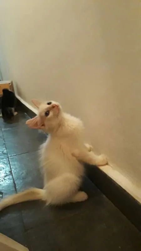 Gato raça SRD idade Abaixo de 2 meses nome Sem nome