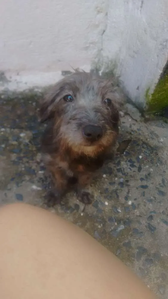 Cachorro ra a Pintcher idade 2 a 6 meses nome Lia