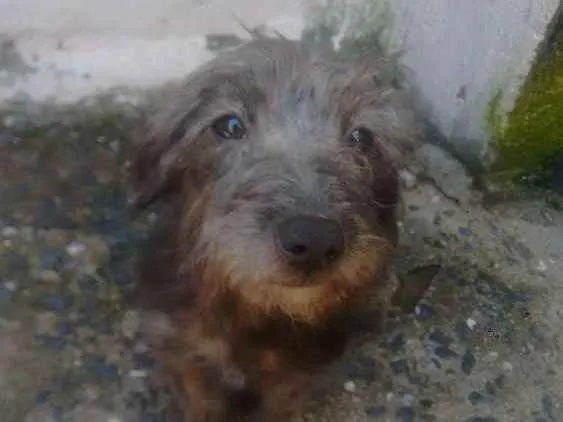 Cachorro ra a Pintcher idade 2 a 6 meses nome Lia