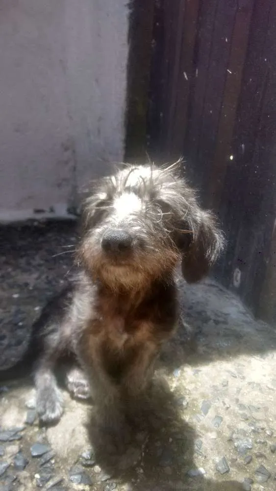 Cachorro ra a Pintcher idade 2 a 6 meses nome Lia