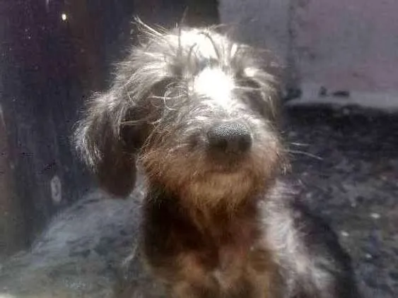 Cachorro ra a Pintcher idade 2 a 6 meses nome Lia